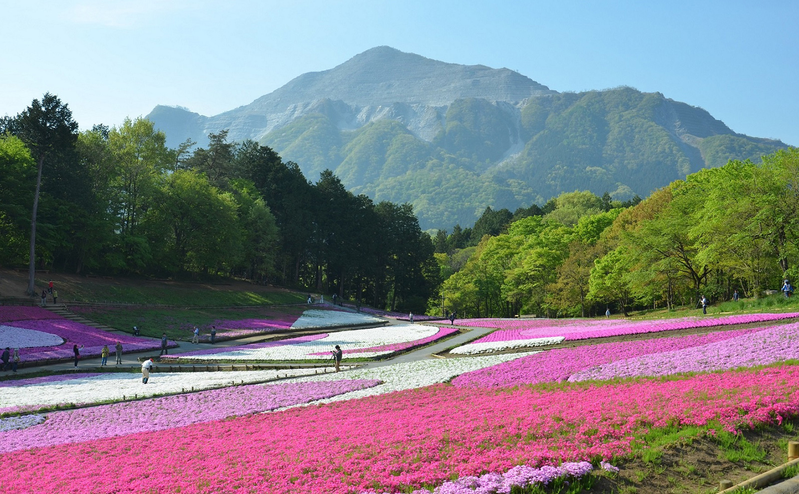 芝桜