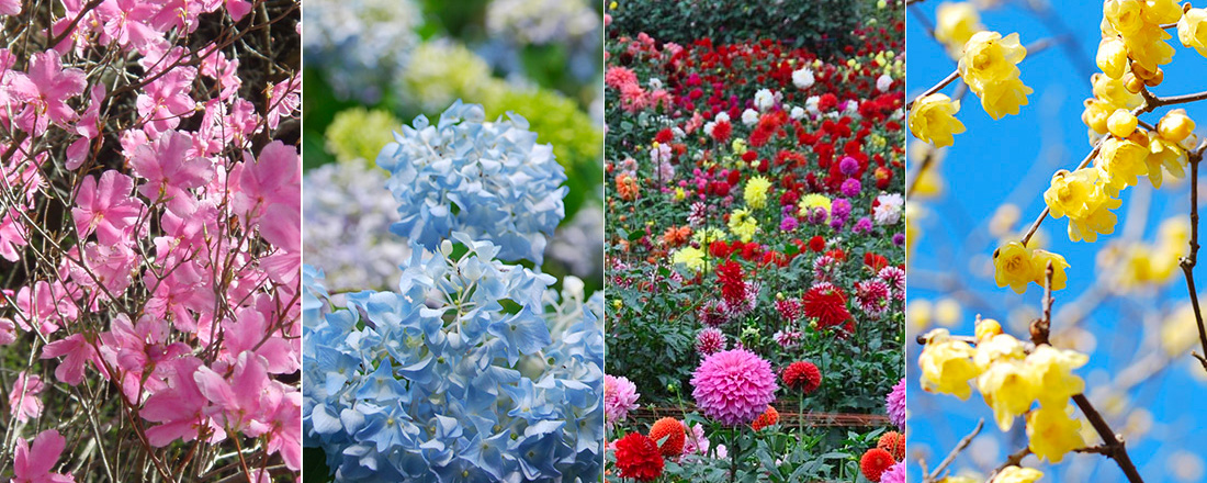 花・植物を楽しむ