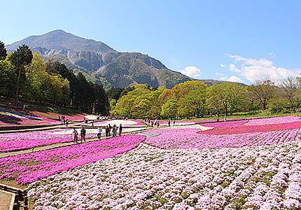 羊山公園 芝桜