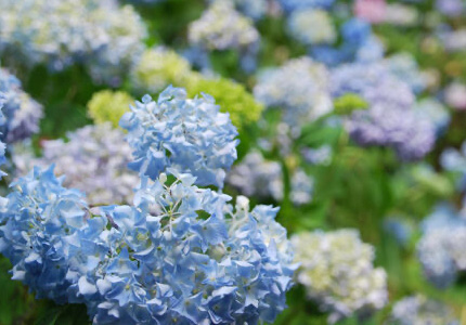 紫陽花（あじさい神社）