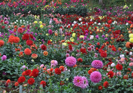 ダリア園（両神山麓花の郷）