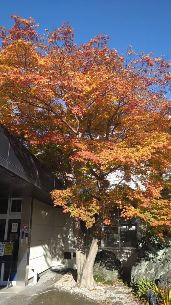 露天風呂に花梨を入れています。